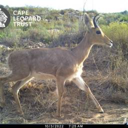 Mountain reedbuck